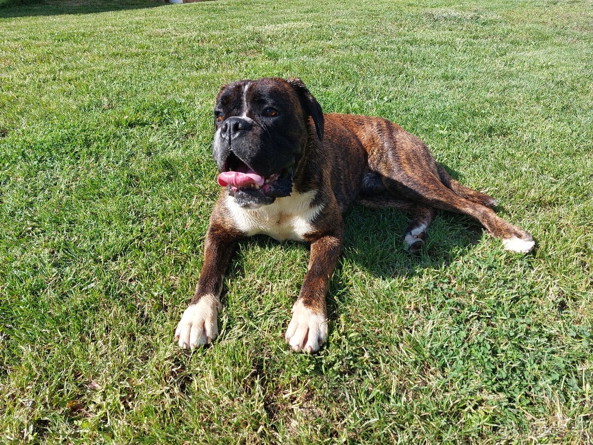 Nemecký boxer Capa Negro na krytie