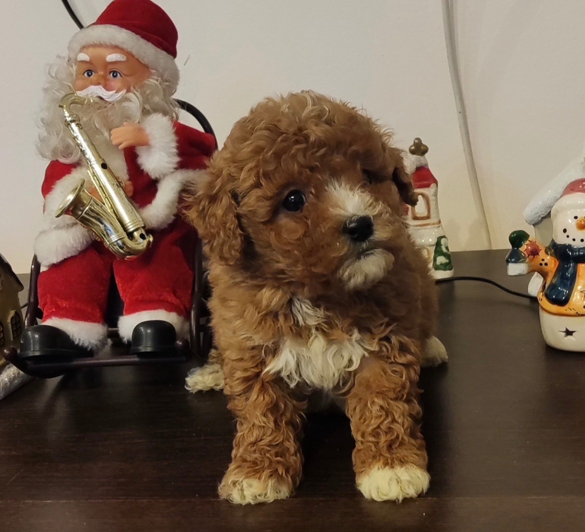 Maltipoo šteniatko psík