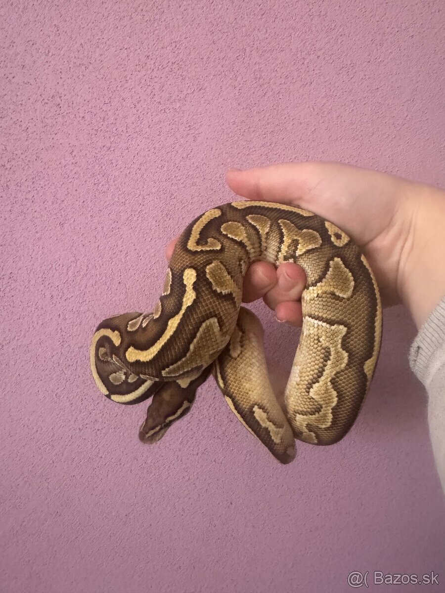 Python regius