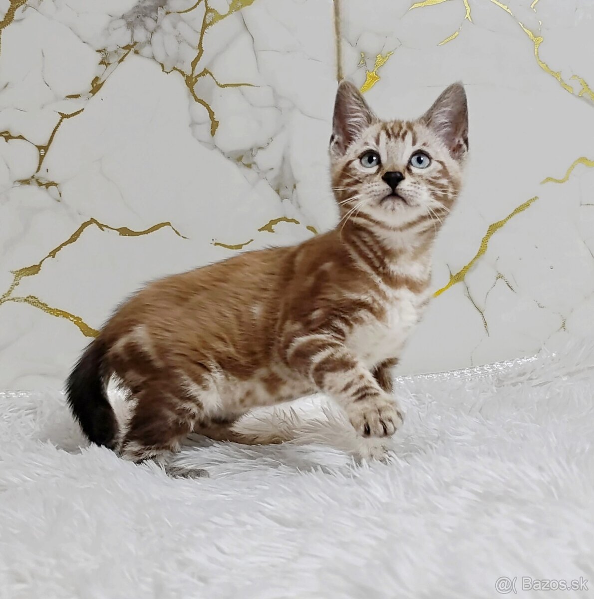 Sepia marbeld bengal boy