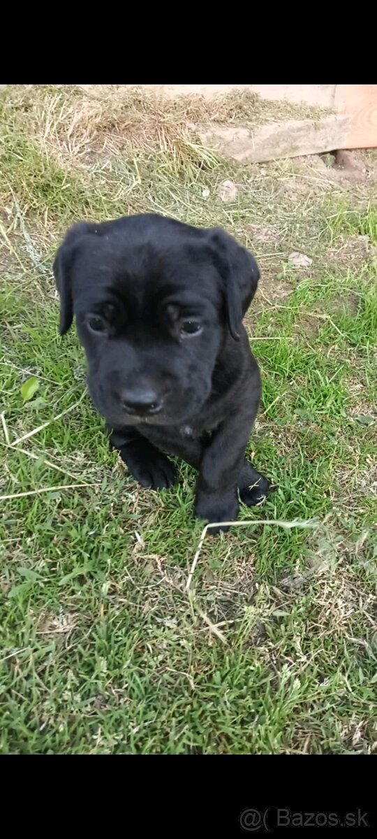 Cane-corzo a labrador