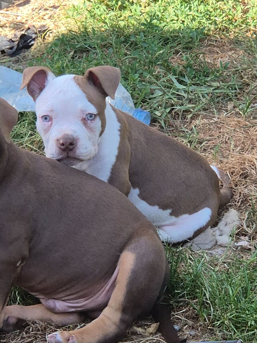 American bully kölykök