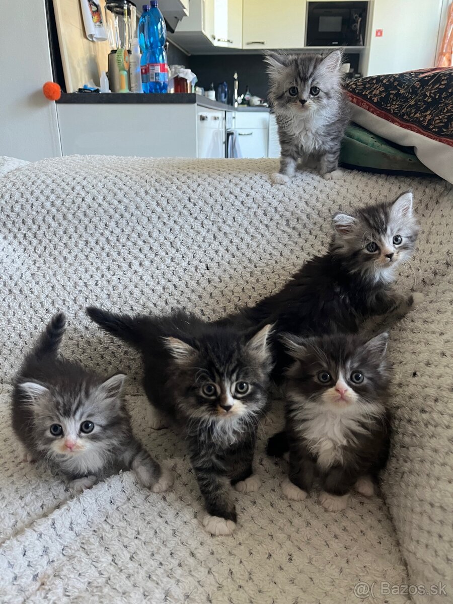 Mainská mývalia - Maine coon