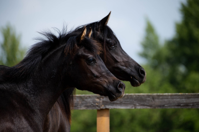 Arabský plnokrvník