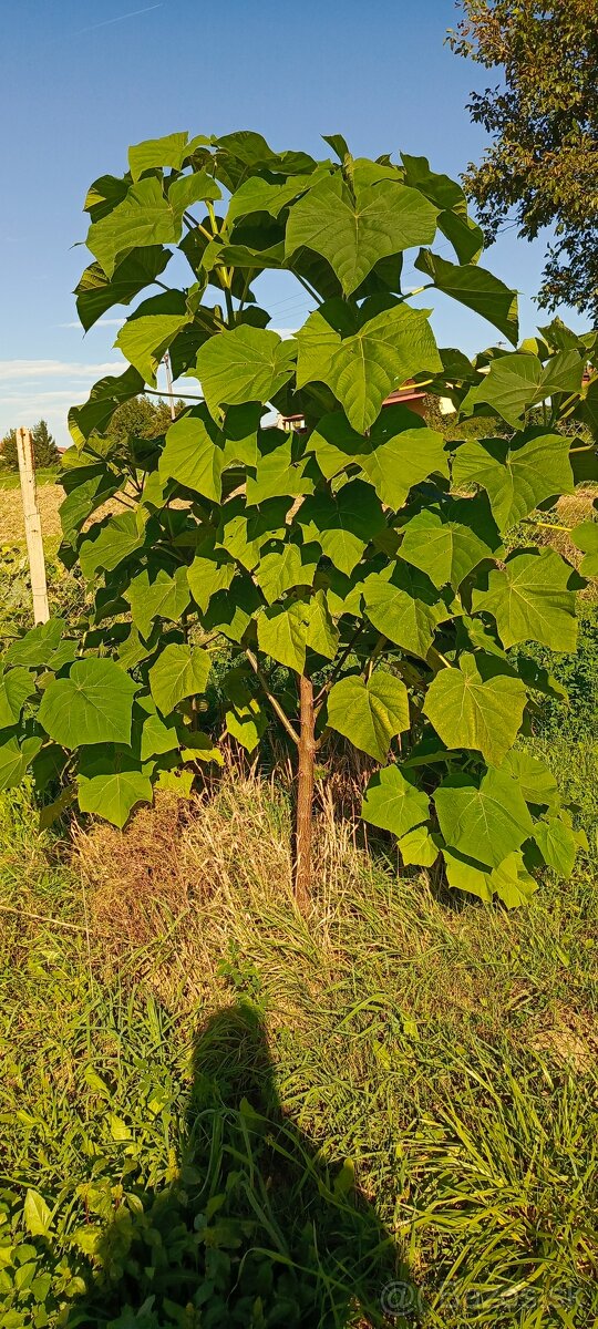 Paulownia  Shan Tong