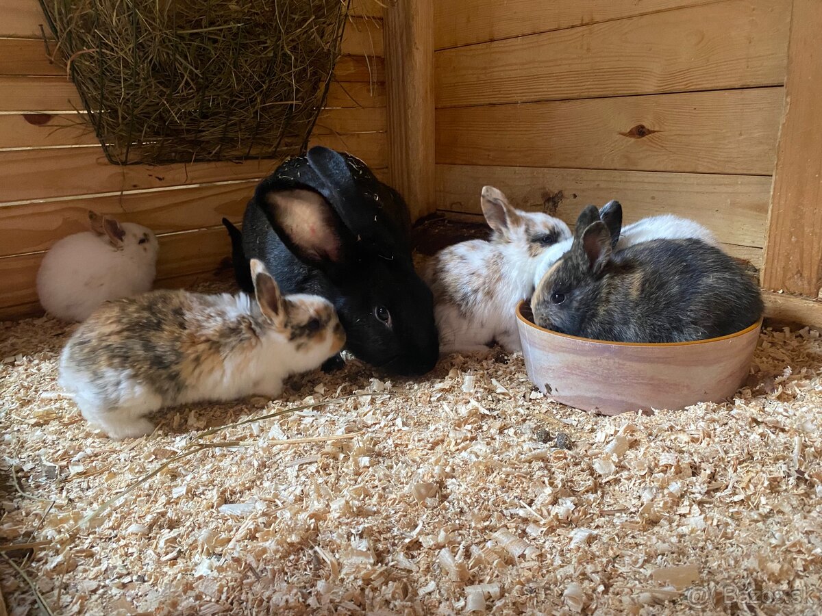 Hyla x Burgundsky x Dalmatinsky rex