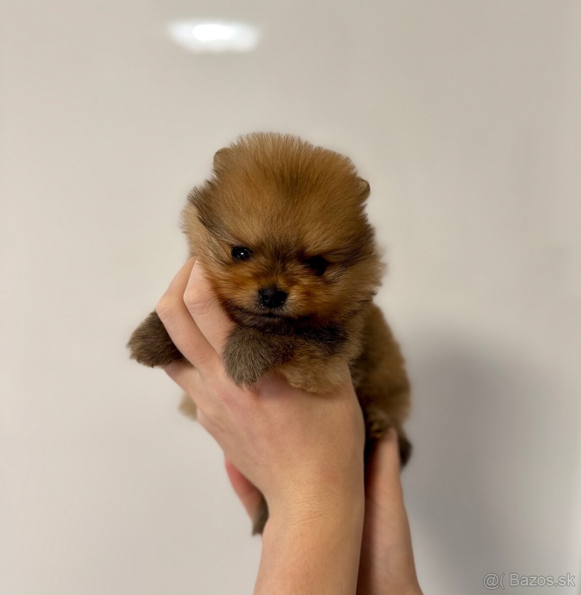 Pomeranian s PP - fenečka