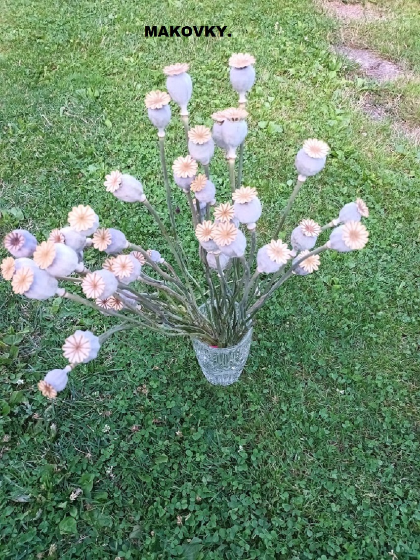 Sušené kvety - Makovky.