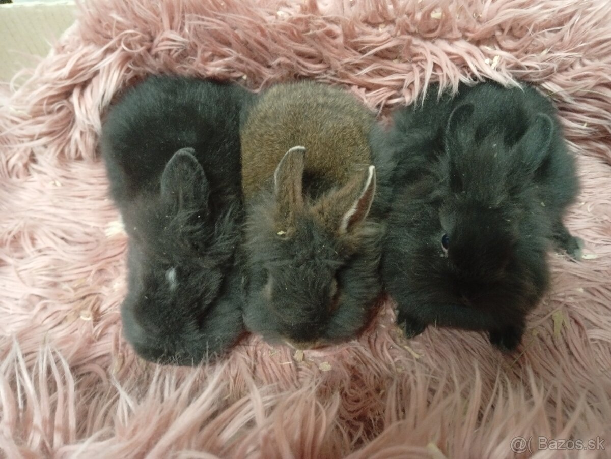 Zakrslé zajačiky