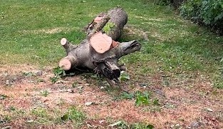 Orechové drevo