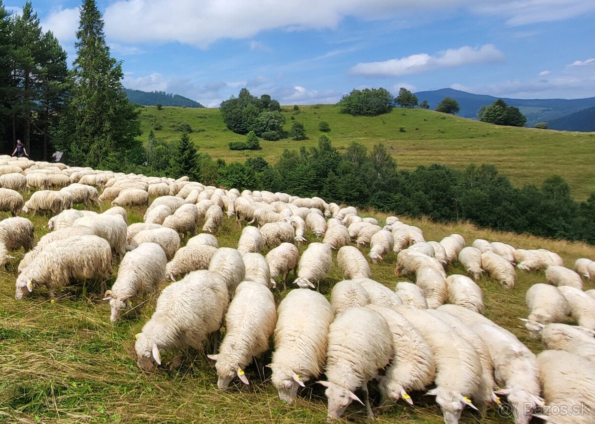 Práca na farme