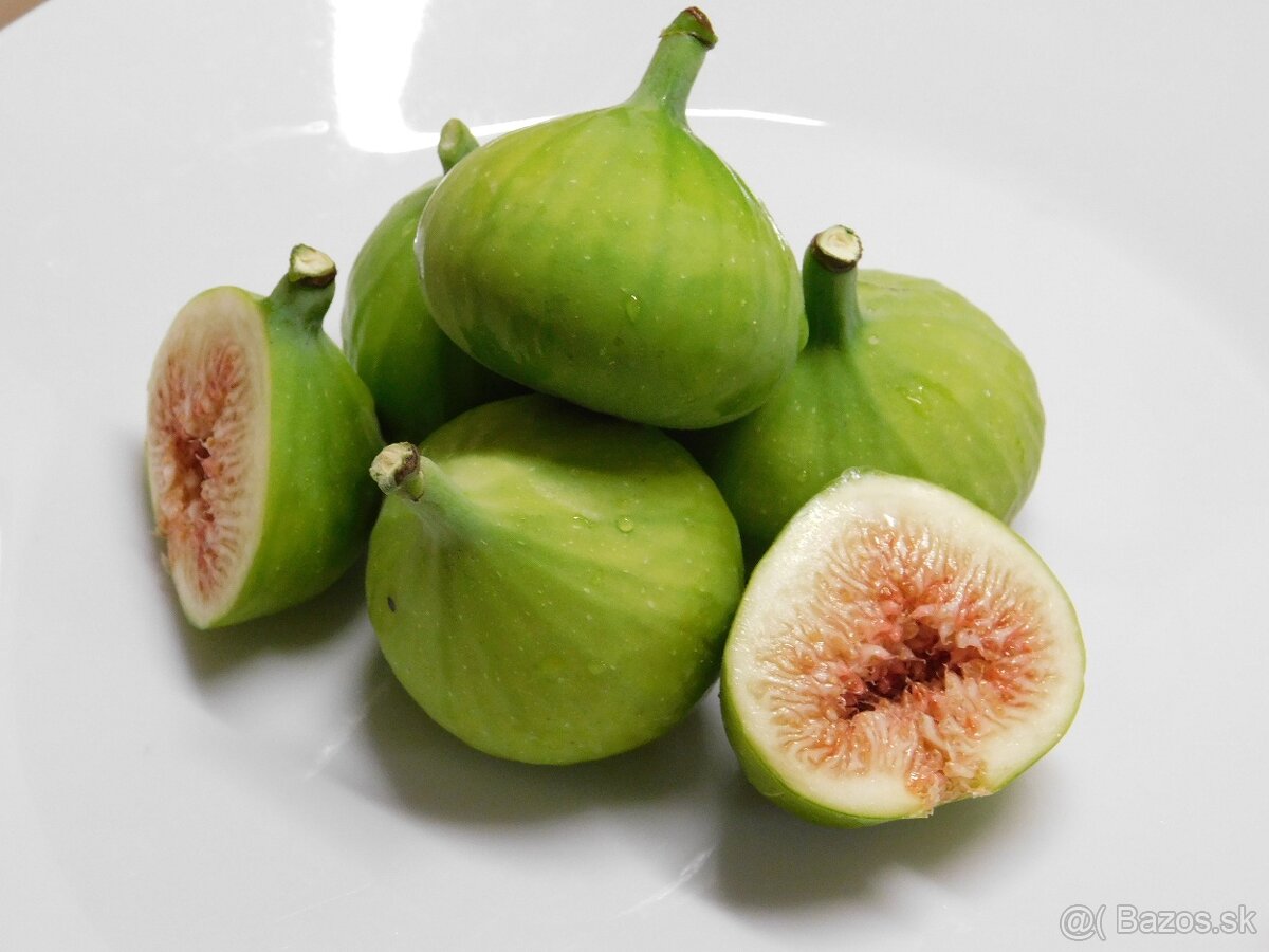 Figa - figovníky