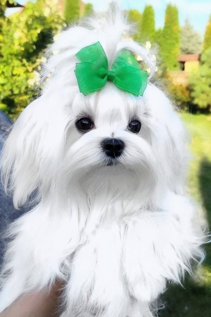 Maltézsky chlapec FCI