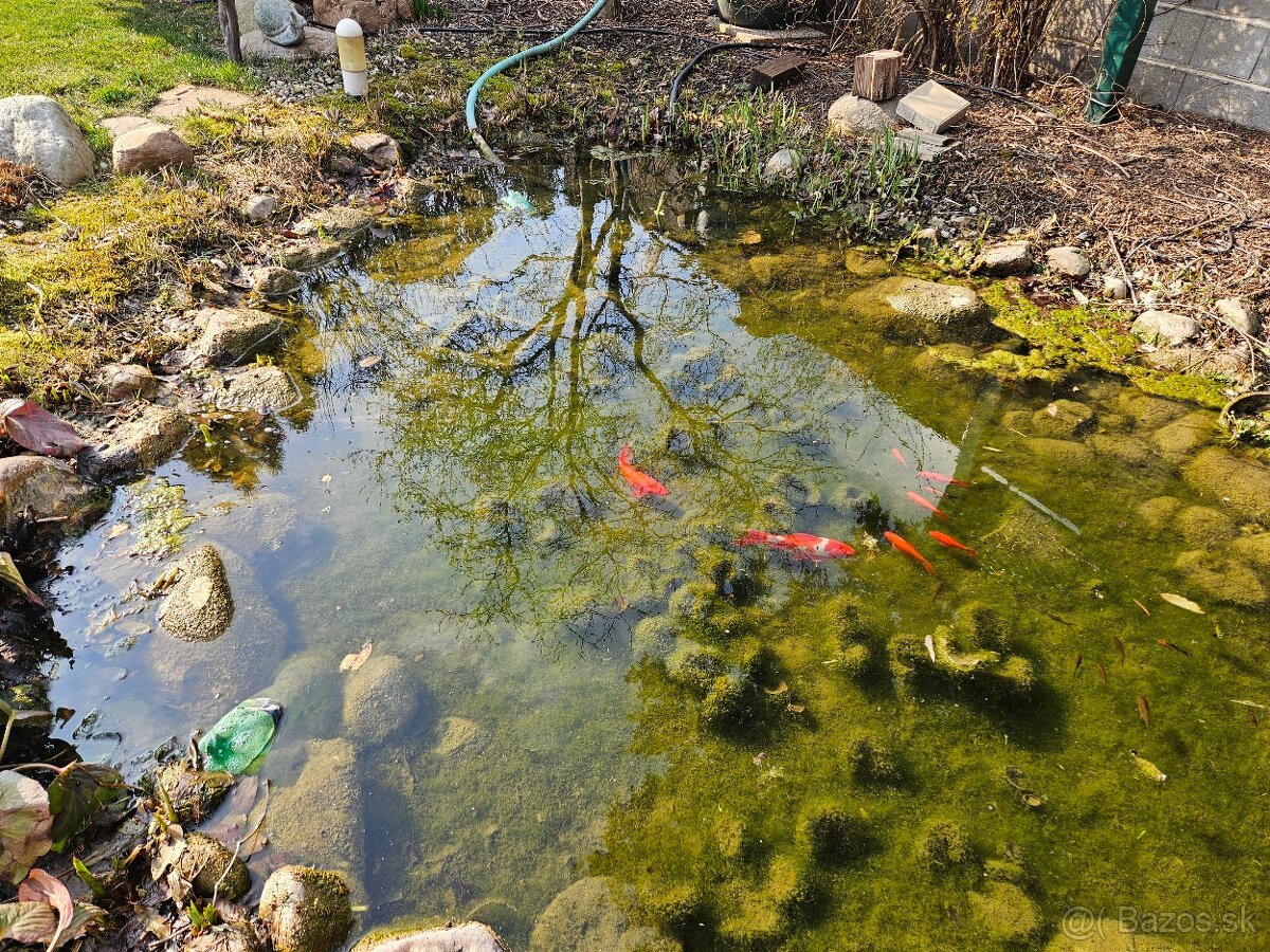 Darujem rybičky do jazierka