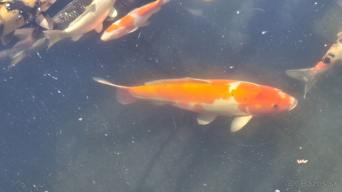 Koi kapre
