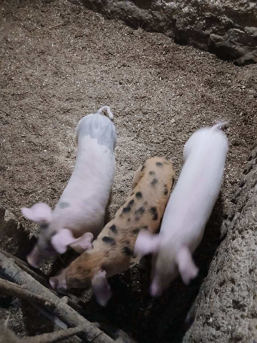 Predám odstavcata