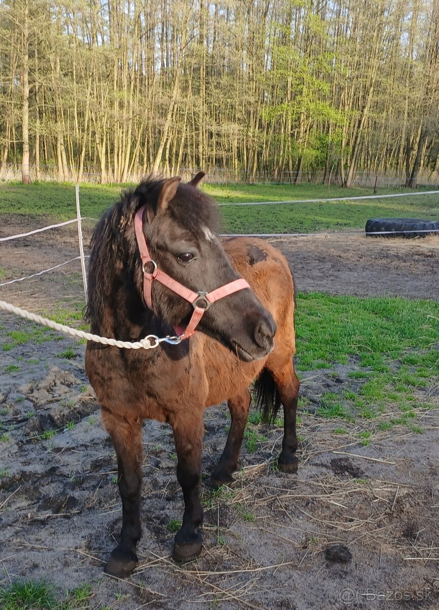 Pony kobylka