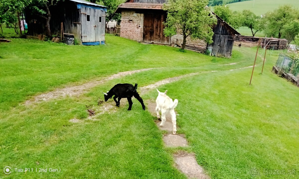 Predám 2kozlatá