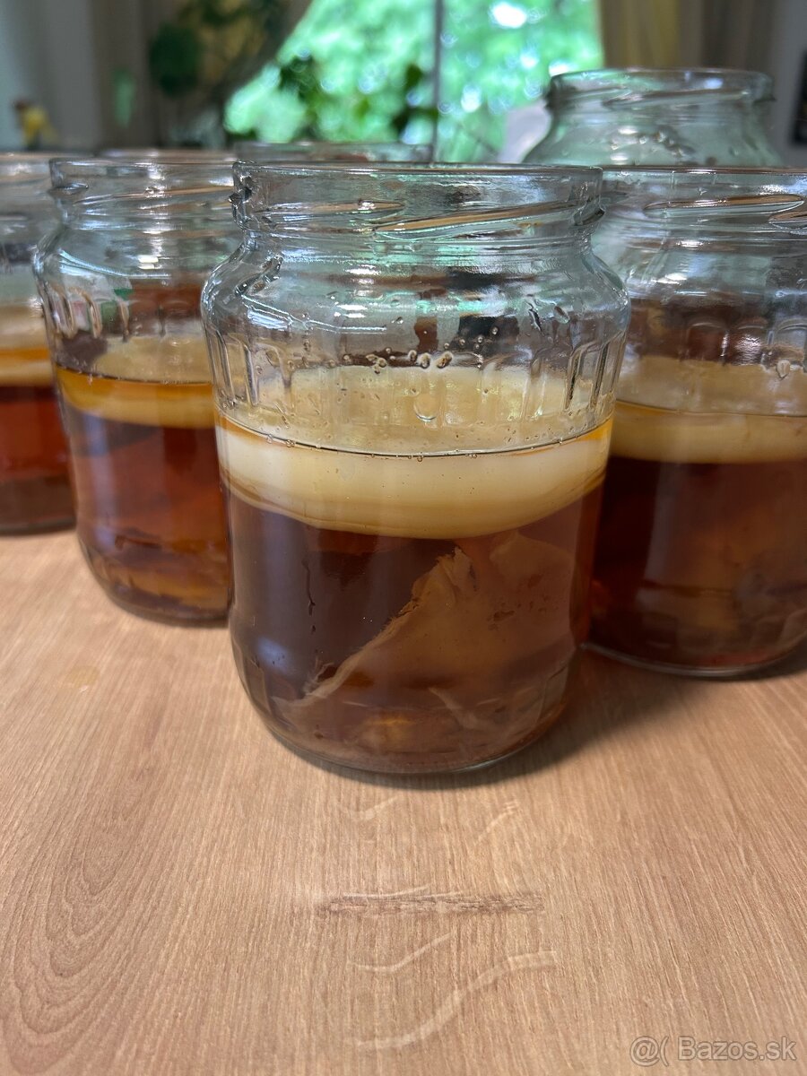 Kombucha – zdravá živá kultúra