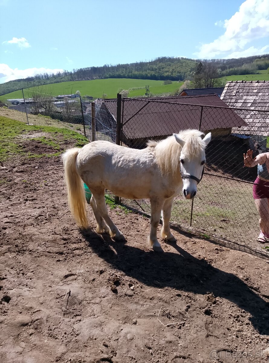 Predávam poníka valacha