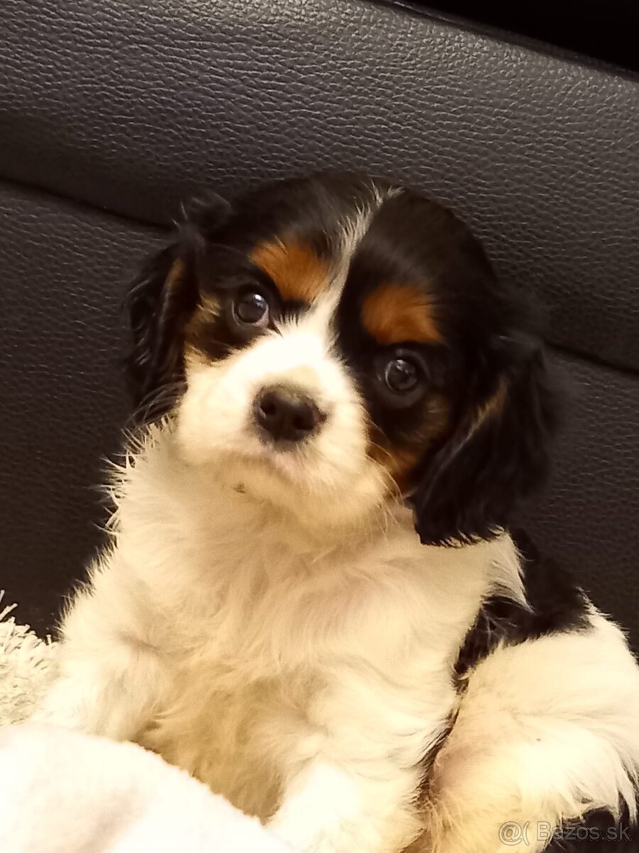 Cavalier king charles španiel