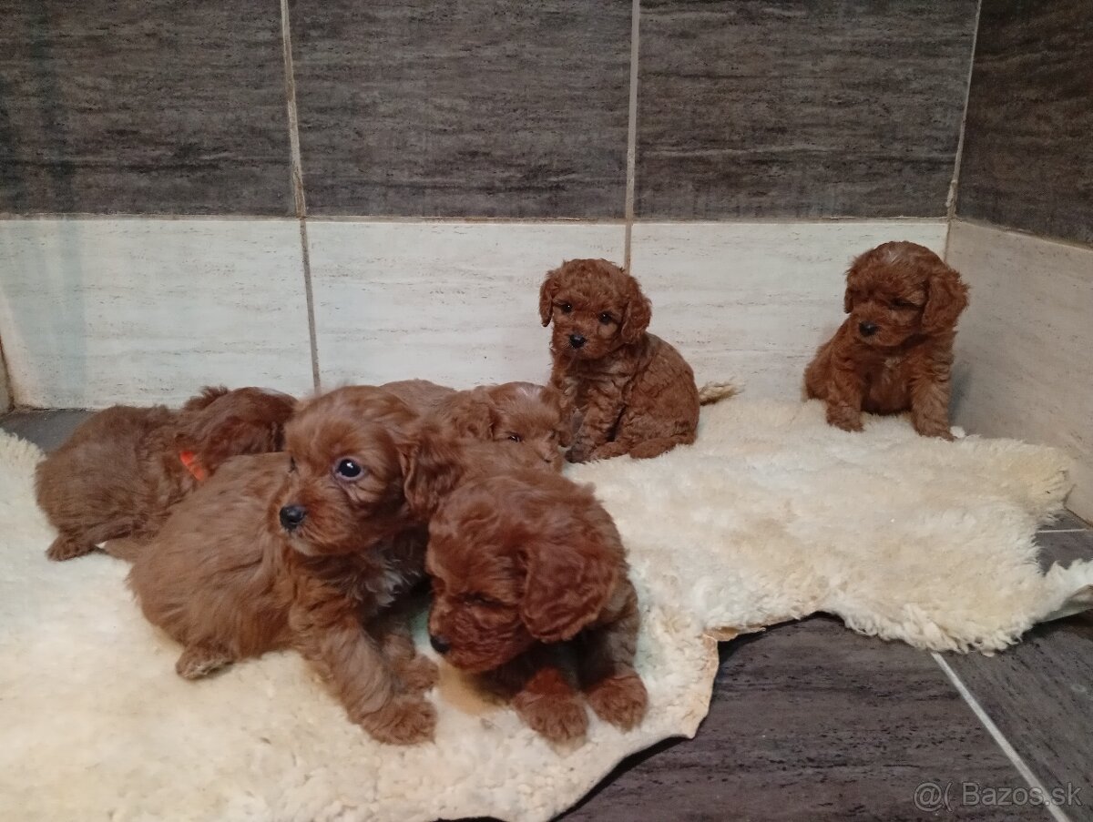 Cavapoo