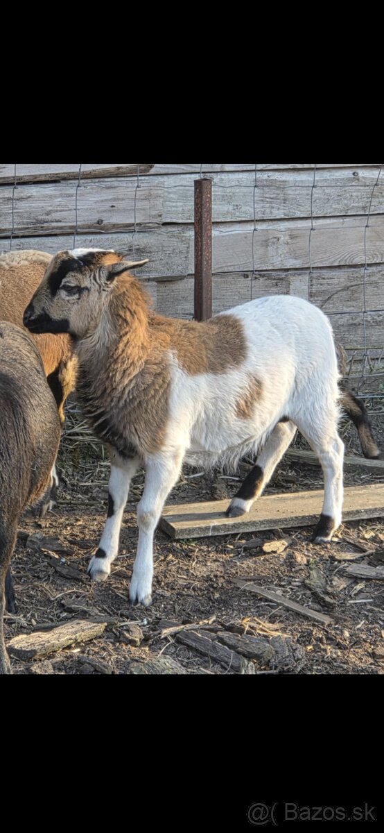 Kamerunský baranček