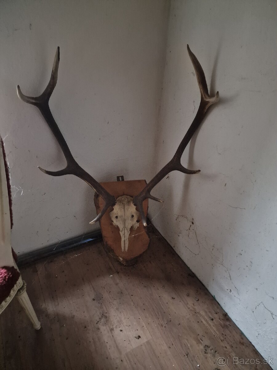 Predám Zhody, parožie,trofeje