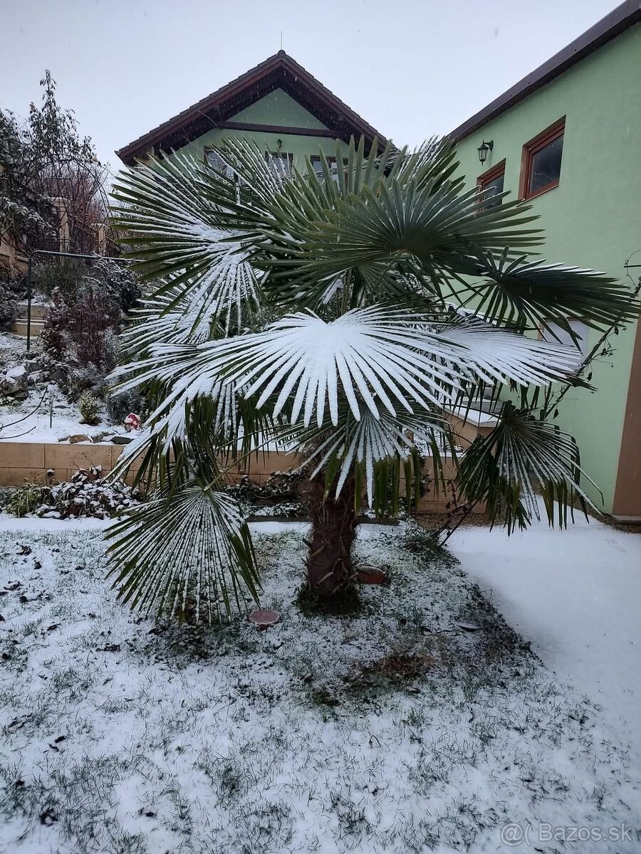 Mrazuvzdorné palmy u nás dopestované