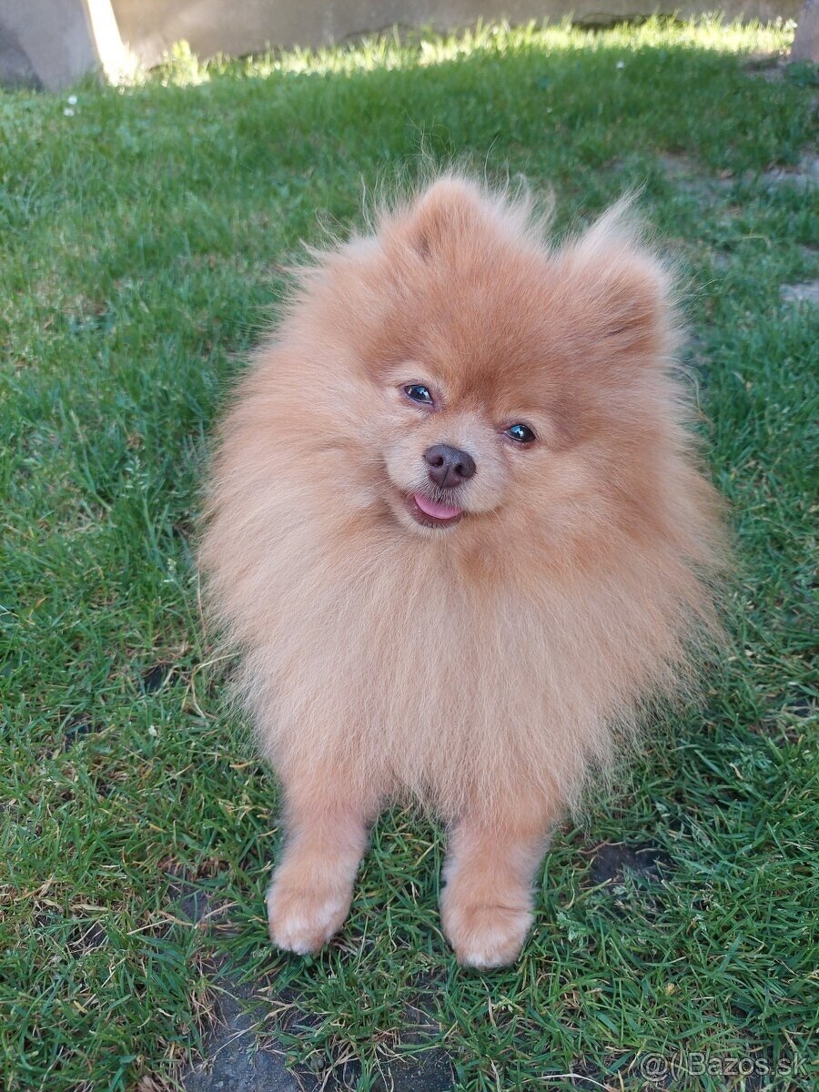 Pomeranian psik