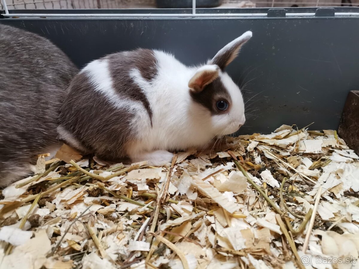 Mini zajačiky
