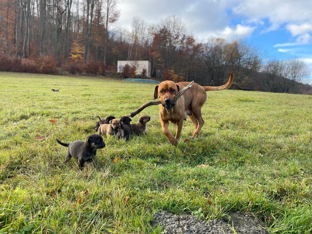 Hľadáme domov pre šteniatka ❤️