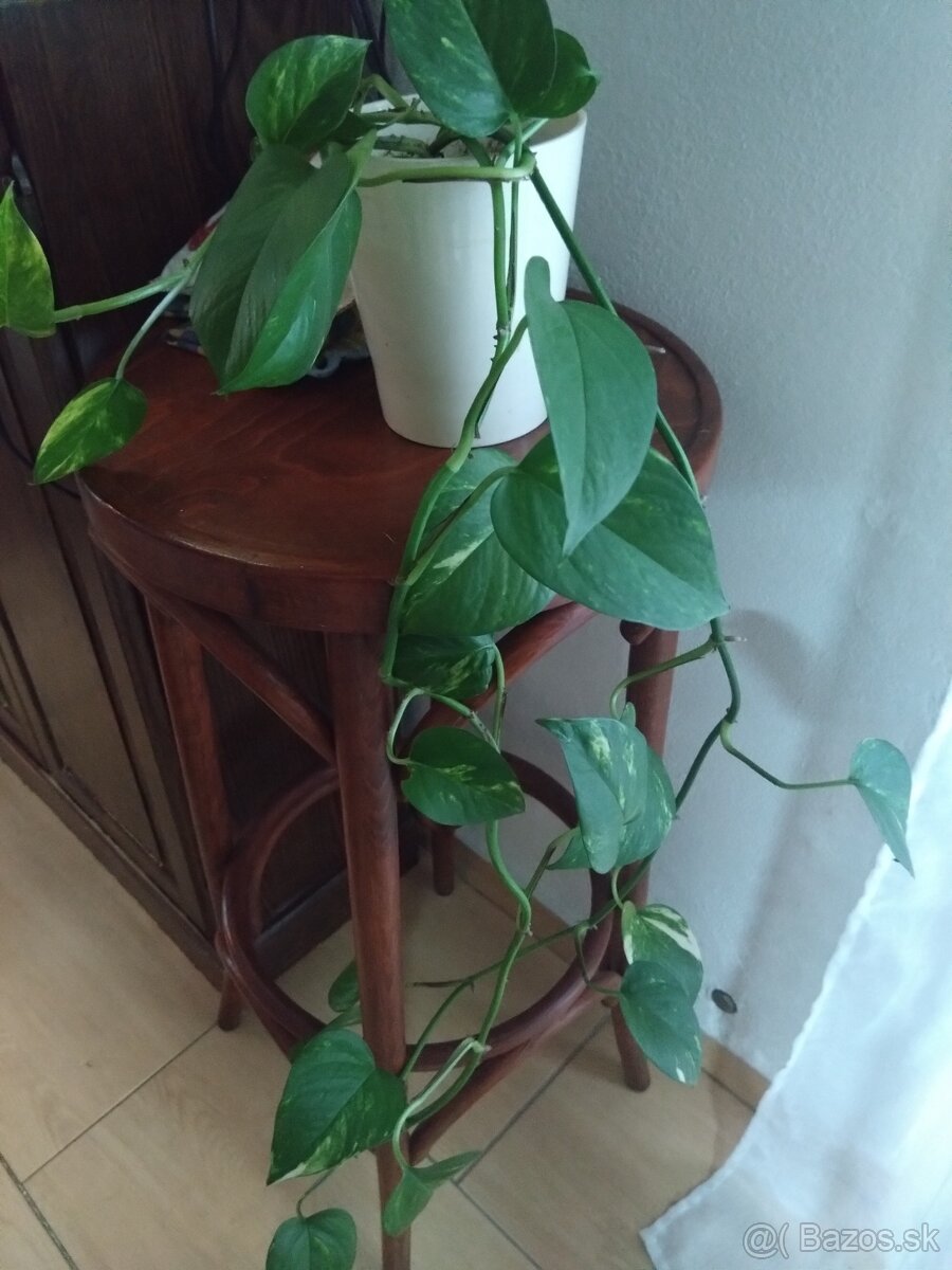 Rastlina izbová ťahavá