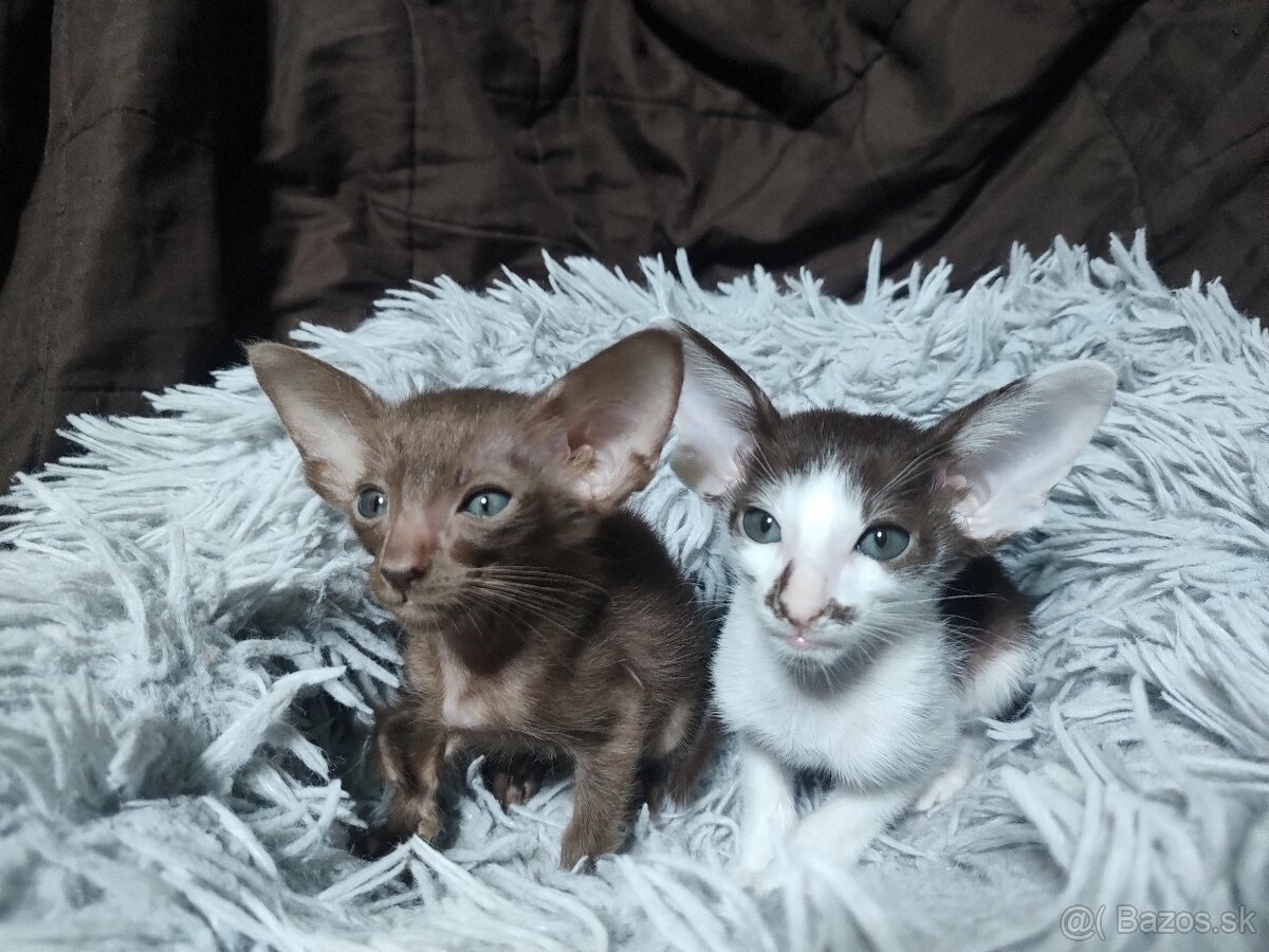 Orientálna kratkosrsta mačka OSH-Kubo