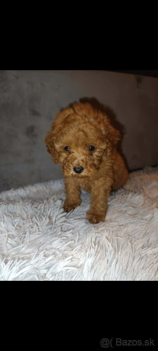 Toy pudel fenka / chalpec