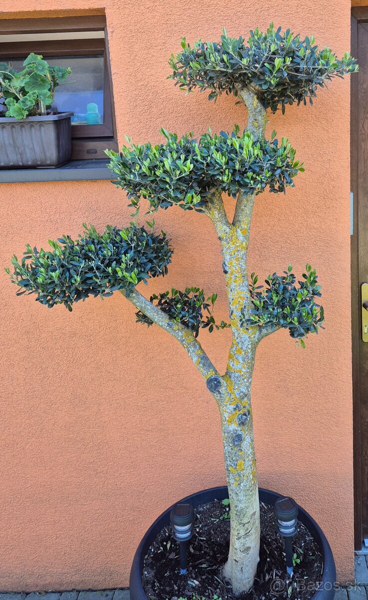 Predám olivovník bonsai