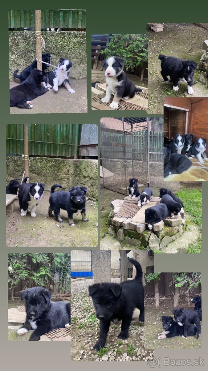 Sibirsky husky-kríženci
