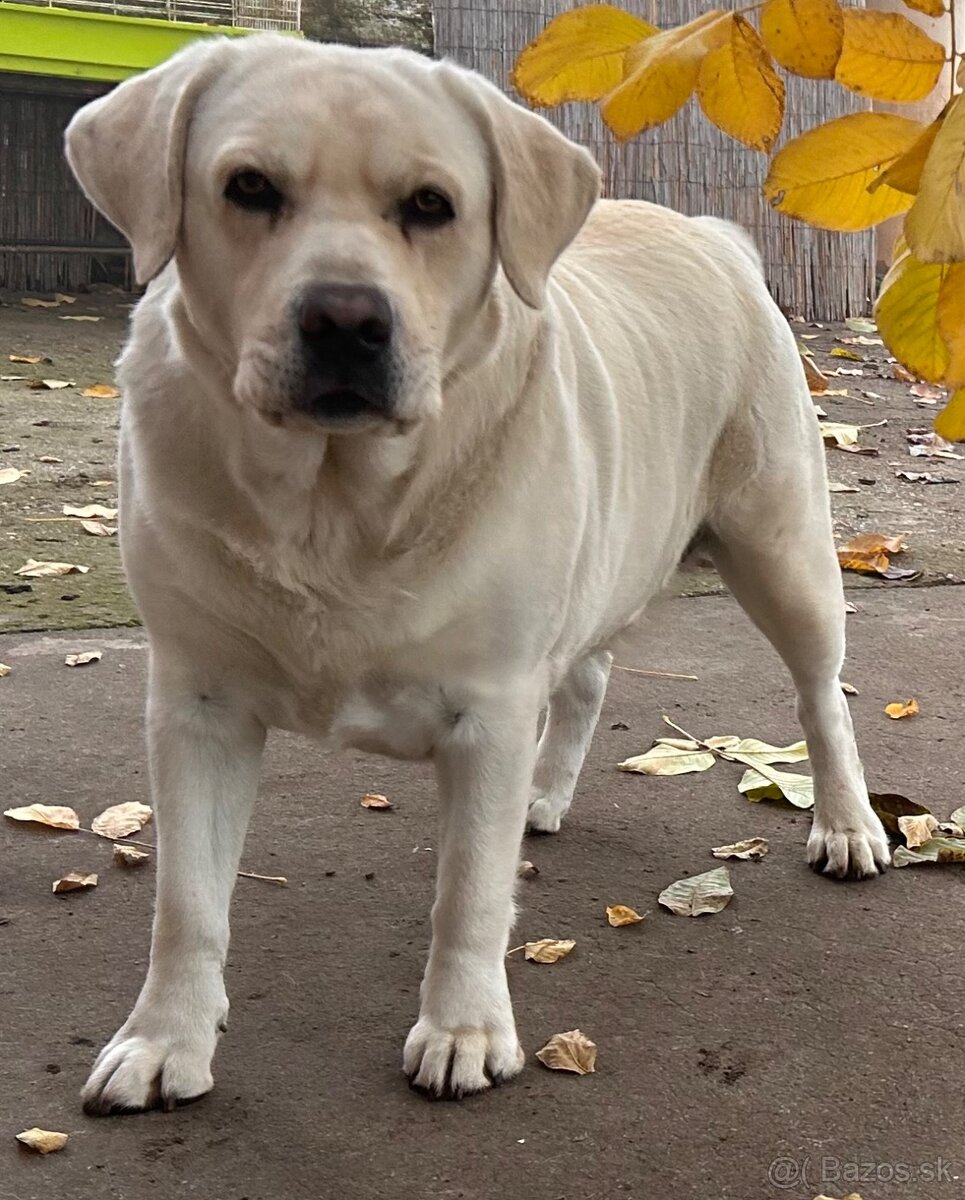 Labrador retriever gold