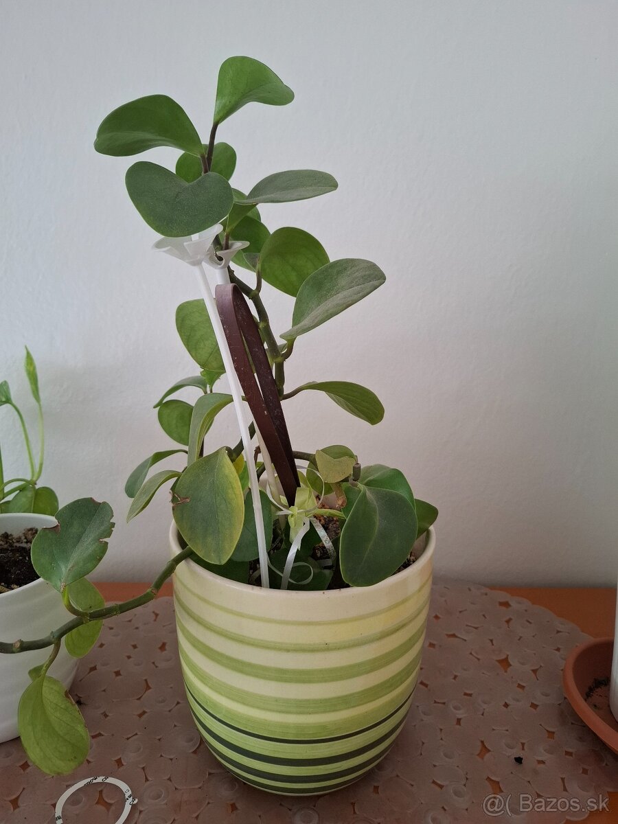 izbová rastlina - Pieprovec magnóliolistý