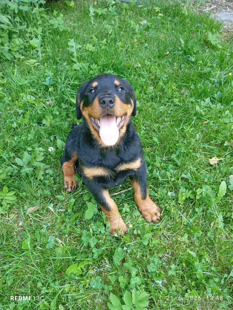 Rotweiler, Rotvajler
