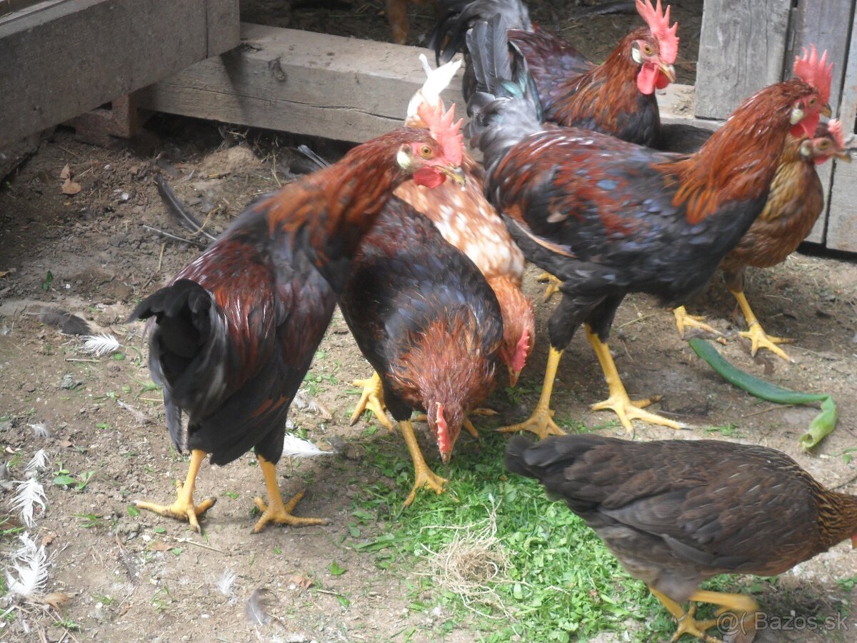 Kohút - Vlaška jarabičia