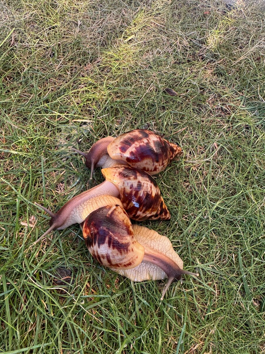 Africke slimaky