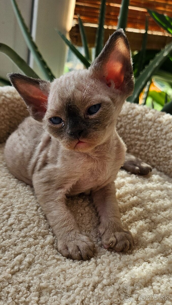 Devon rex koťátka s průkazem původu