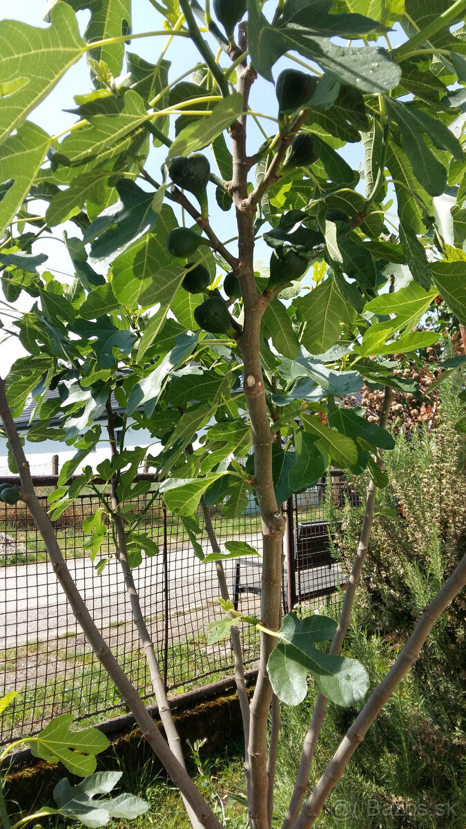 Figovník - Ficus Carica