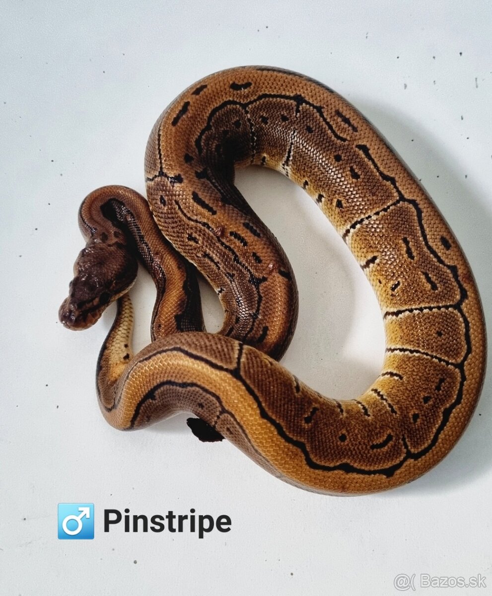 Python regius