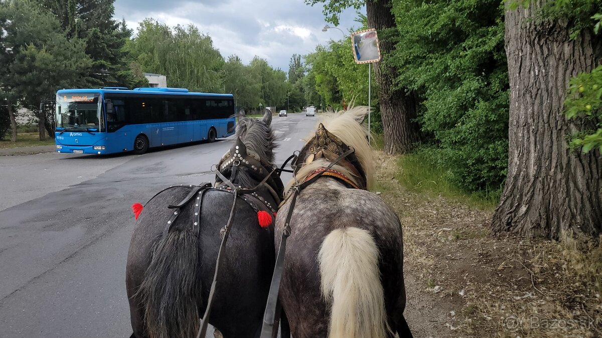 Predám Ťažnu Kobylu a Valacha všetko z papiermi