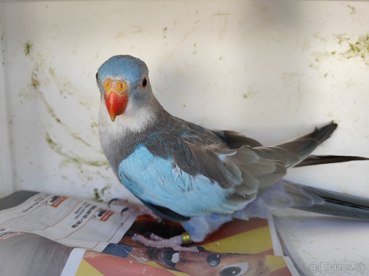 Princ modrý , Baraband