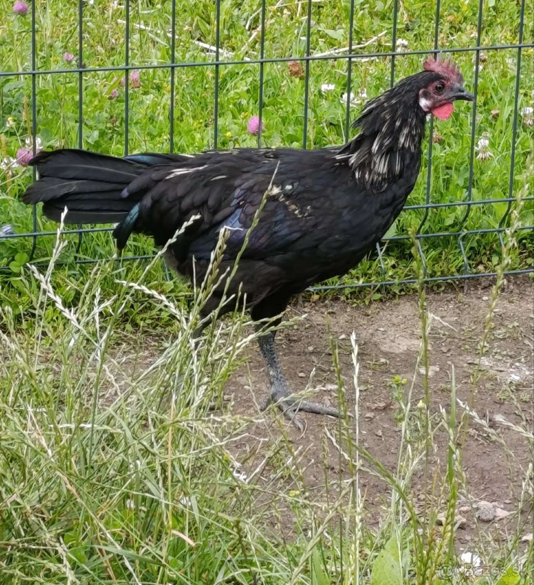Kohutik mix s ayam cemani