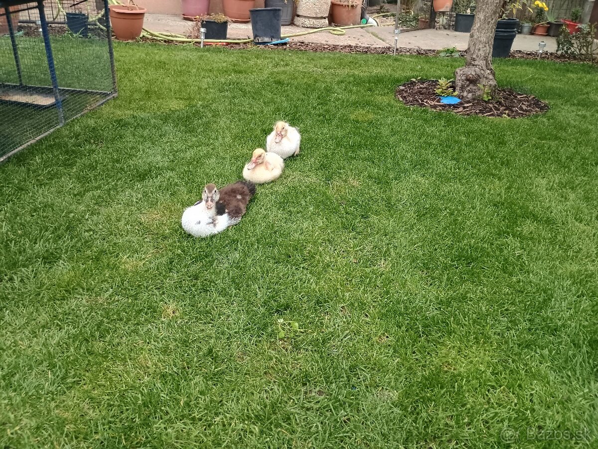 Predám čínske kačičky