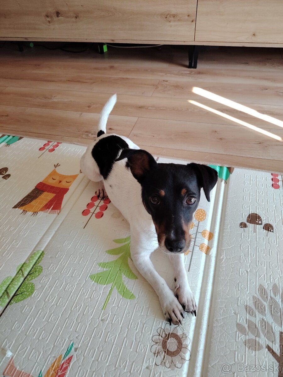 Fenka Jack Russell